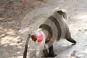 Male baboon showing typical red rears photo