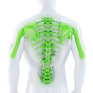 Male Backbone. 3d anatomical illustration. Isolated. Contains clipping path