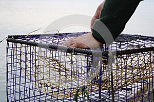 Male baiting a blue crab trap with long sleeves