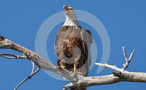 Male Bald Eagle in Barr Lake State Park, Brighton, Colorado