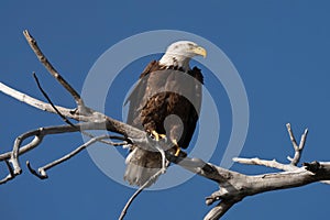Male Bald Eagle in Barr Lake State Park, Brighton, Colorado