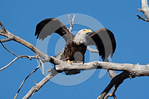 Male Bald Eagle at Barr Lake State Park, Colorado