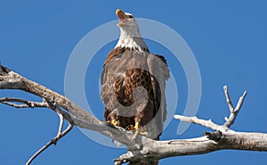 Male Bald Eagle at Barr Lake State Park, Colorado trying to get his wife to come back.