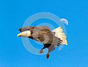 Male Bald Eagle in flight