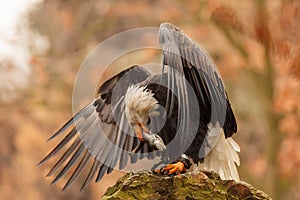 Male bald eagle Haliaeetus leucocephalus eats caught fish