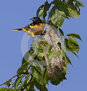 Male Baltimore oriole