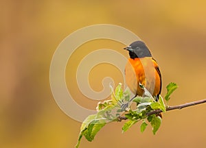 The male Baltimore Oriole.