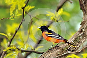 Male Baltimore Oriole in all His Glory