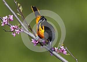 Male Baltimore Oriole perched in an Eastern Redbud tree