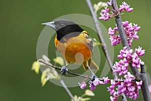 Male Baltimore Oriole perched in a flowering Eastern Redbud