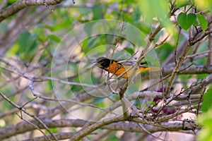 Male Baltimore Oriole perched in a tree as the green leaves in spring start to emerge.