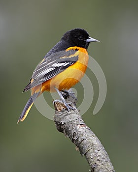 Male Baltimore Oriole perched on a tree branch - Ontario, Canada