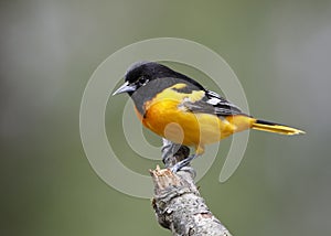 Male Baltimore Oriole perched on a tree branch - Ontario, Canada