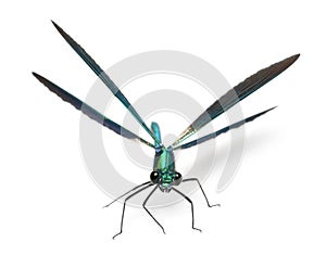 Male Banded Demoiselle, Calopteryx splendens