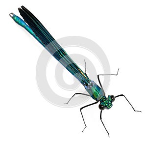 Male Banded Demoiselle, Calopteryx splendens