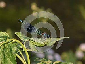 Male Banded demoiselle (Calopteryx splendens)