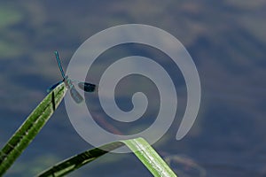 Male banded demoiselle damselfly, Calopteryx splendens,