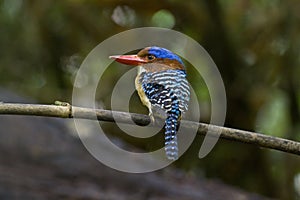 Male Banded kingfisher (lacedo pulchela) on branch