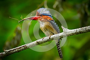 Male Banded Kingfisher (Lacedo pulchella) a