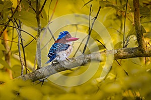 Male Banded kingfisher (Lacedo pulchella)