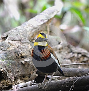 The male of Banded Pittas