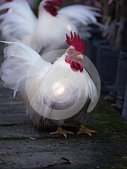 The Male Bantams Standing