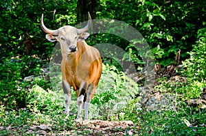 Male Banteng