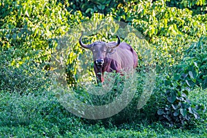 male Banteng (Bos javanicus) photo