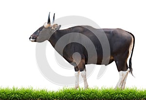 Male banteng with green grass isolated