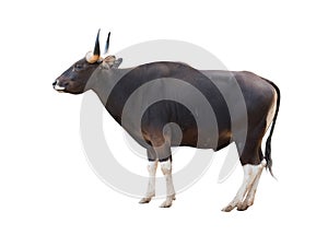 Male banteng isolated