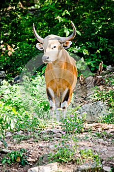 Male Banteng photo