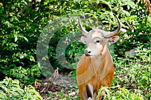 Male Banteng photo