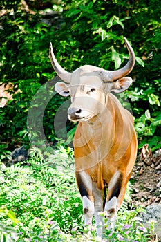 Male Banteng photo