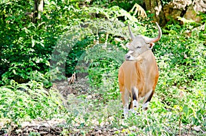 Male Banteng photo