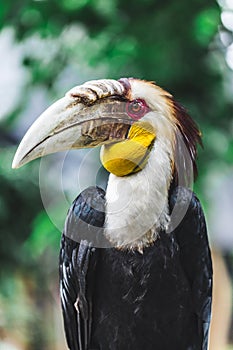 Male Bar-pouched Wreathed Hornbill portrait