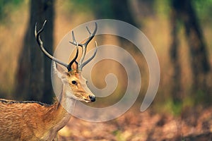 Male Barasingha or Rucervus duvaucelii or Swamp deer closeup of elusive and vulnerable animal at kanha national park