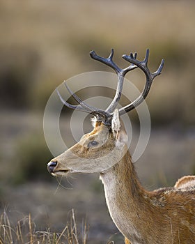 Male Barasingha or Rucervus duvaucelii or Swamp deer closeup or portrait of elusive and vulnerable animal species at kanha