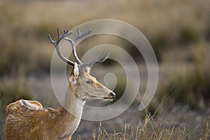 Male Barasingha or Rucervus duvaucelii or Swamp deer closeup or portrait of elusive and vulnerable animal species at kanha