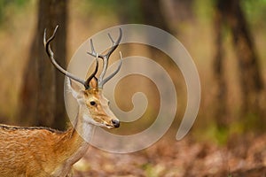 Male Barasingha or Rucervus duvaucelii or Swamp deer portrait of elusive and vulnerable animal at kanha national park