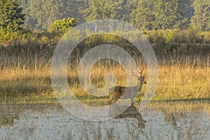 Male Barasingha in Swamp