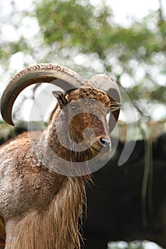 Male Barbary Sheep photo