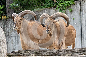 Male Barbary sheep
