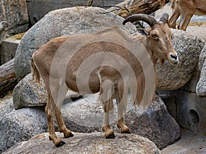 Male Barbary sheep