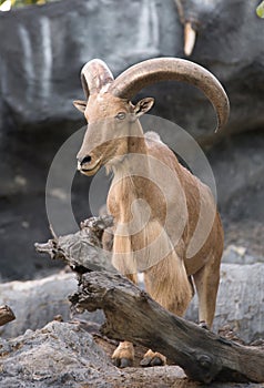 Male Barbary sheep (Ammotragus lervia)