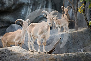 Male Barbary sheep (Ammotragus lervia)