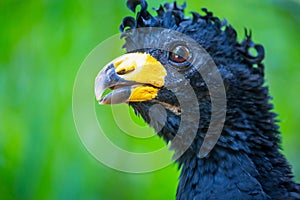 Male bare faced Curassow Crax fasciolata, Black bird, Pantanal, Brazil