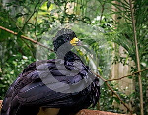 Male bare-faced Curassow Crax fasciolata - Black bird with yellow beak photo