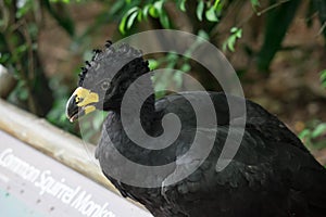 Male Bare-faced Curassow, Crax Fasciolata, close-up portrait, it is a species of bird in the family Cracidae, Mato Grosso Do Sul,