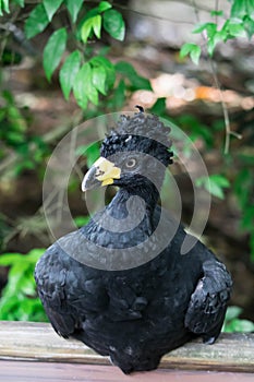 Male Bare-faced Curassow, Crax Fasciolata, close-up portrait, it is a species of bird in the family Cracidae, Mato Grosso Do Sul,