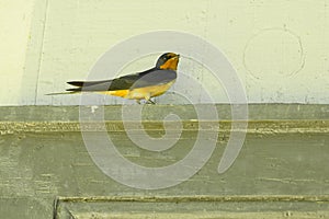 Male Barn Swallow on Door Lintel